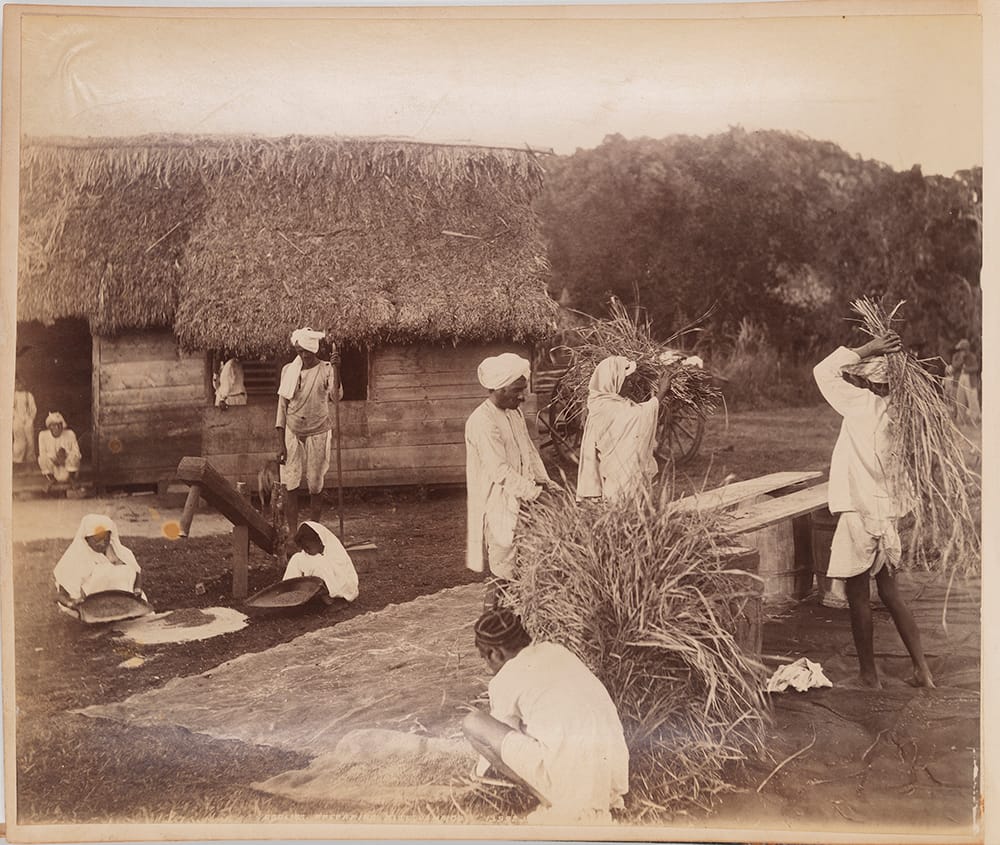 Coolies in Jamaica working next to a hut preparing rice. Credit: Wikimedia Commons